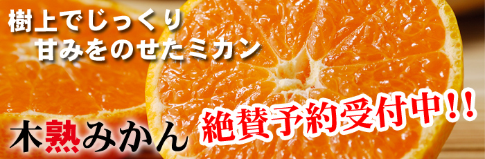 氷梅 冷凍南高梅(梅酒・梅ジュース用)＜冷凍梅＞ 500g （１個口10ｋｇまで） 紀州和歌山 梅干し・みかんのJA紀南