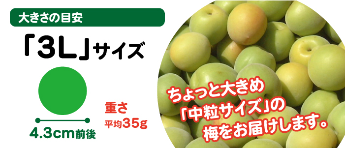 送料無料】＜梅干し用＞紀州産南高梅 約10kg