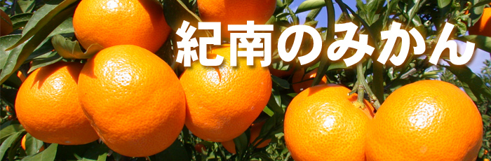 みかん(柑橘）