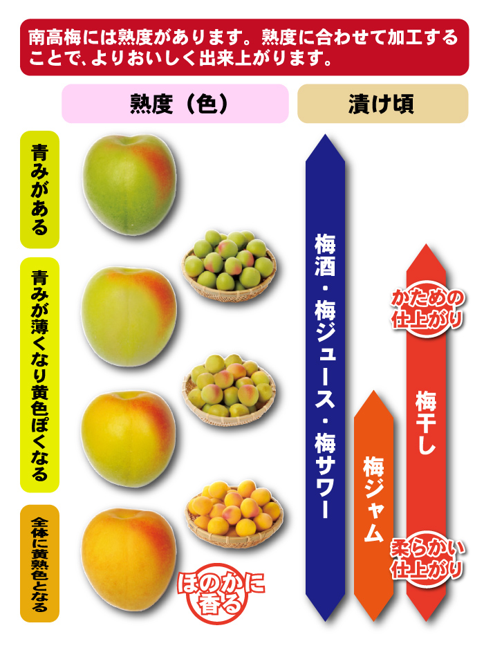 青梅熟度の目安