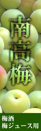 青梅（梅ジュース用南高梅）