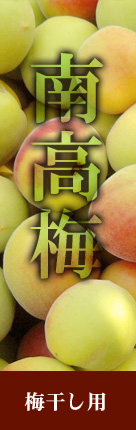 青梅（梅干し用南高梅）