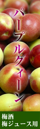 青梅（パープルクィーン）