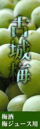 青梅（古城梅）