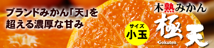 紀南みかん天