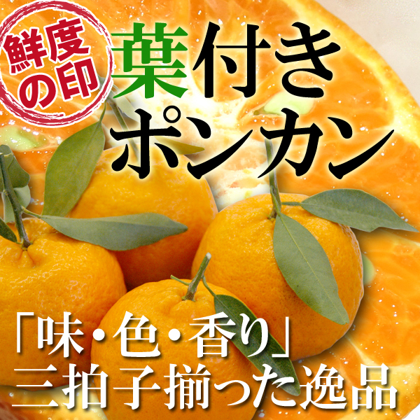 ぽんかん
