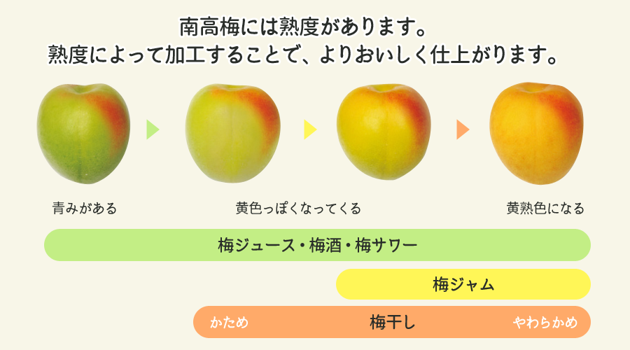 青梅熟度の目安