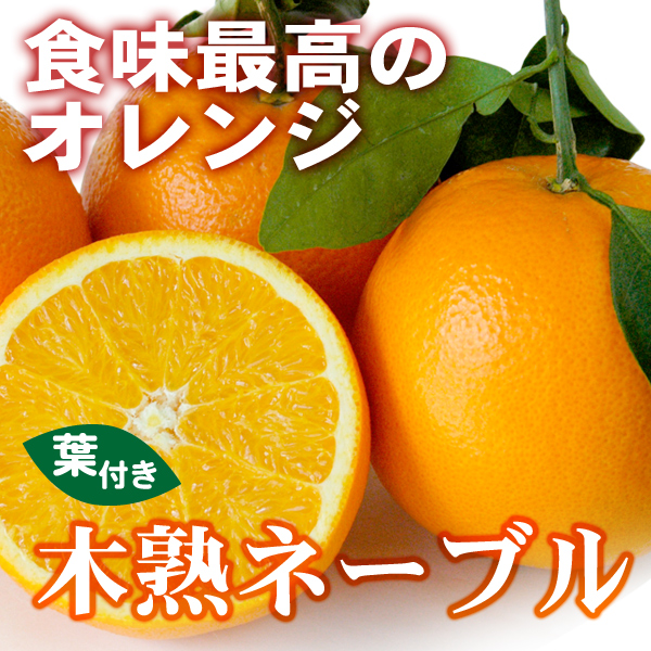 訳ありデコポン