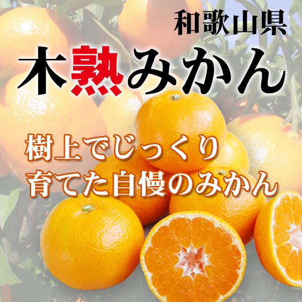 木熟みかん