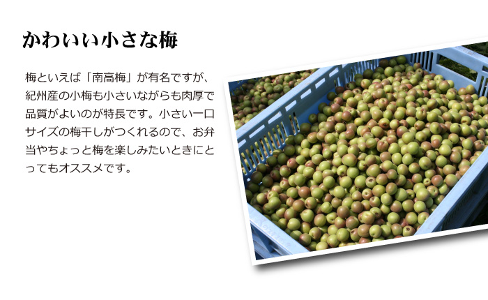 送料無料】<梅干し用>紀州産小梅(2Lサイズ) 4kg 紀州和歌山 梅干し・みかんのJA紀南