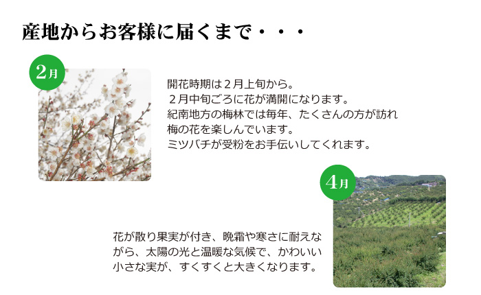 送料無料】<梅干し用>紀州産小梅(2Lサイズ) 4kg 紀州和歌山 梅干し・みかんのJA紀南