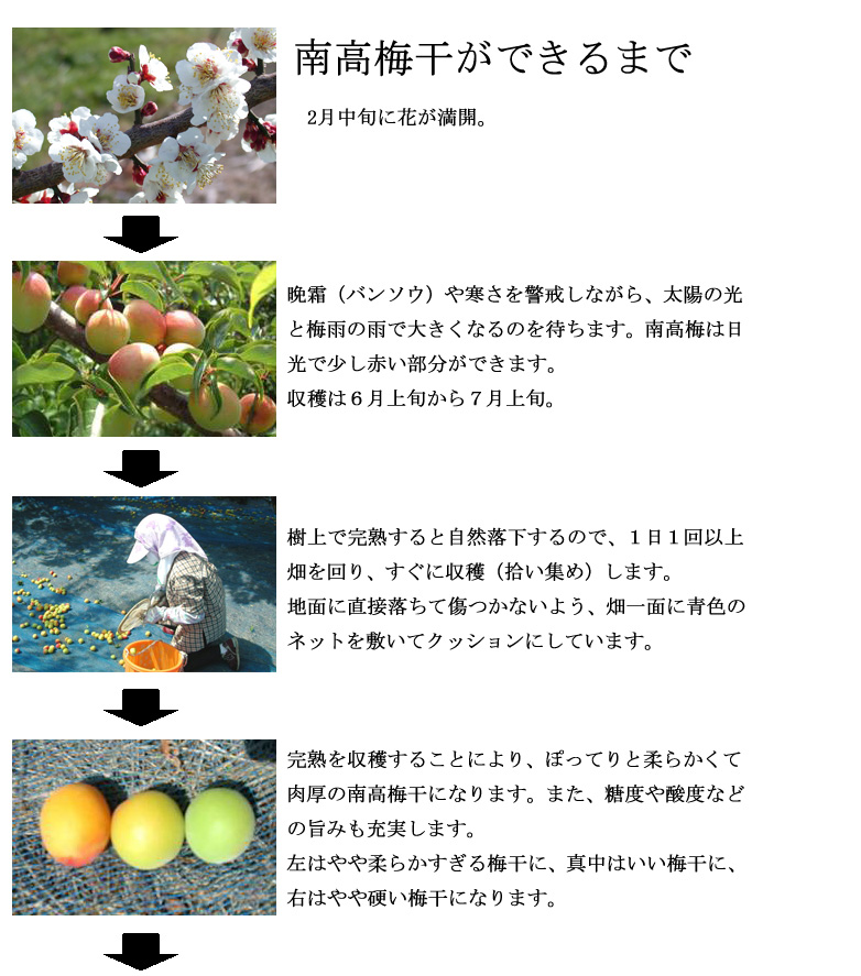 梅干しができるまで1