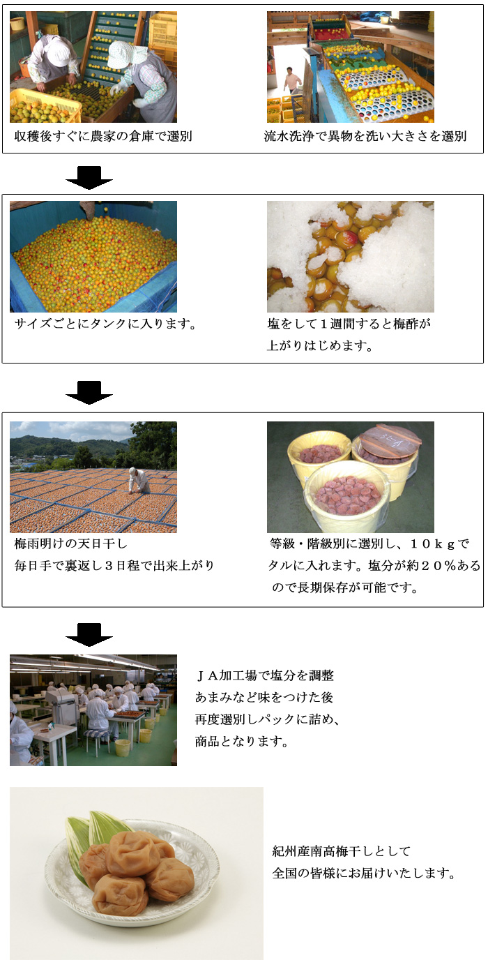 梅干しができるまで2