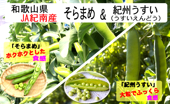 そらまめ
